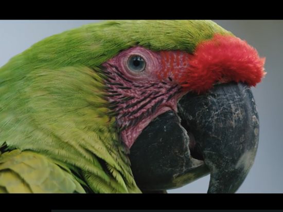 Escape to Costa Rica - CONNECTED WITH THE EARTH